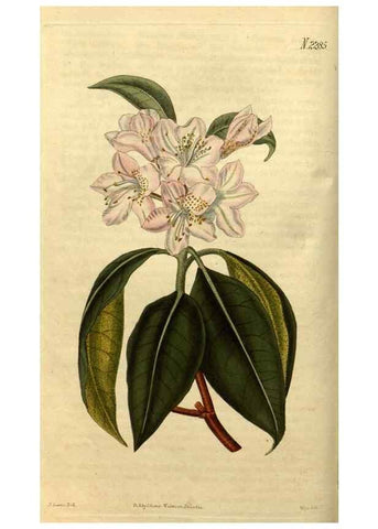 Reproducción/Reproduction 35190459405: Curtis's botanical magazine.. London ; New York [etc.] :Academic Press [etc.]