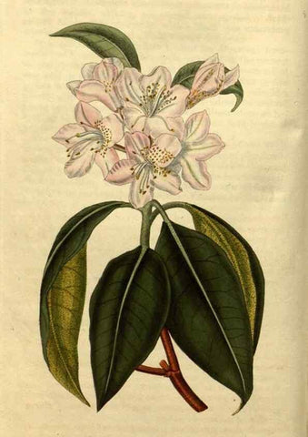 Reproducción/Reproduction 35190459405: Curtis's botanical magazine.. London ; New York [etc.] :Academic Press [etc.]
