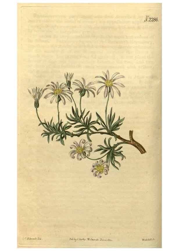 Reproducción/Reproduction 35190461385: Curtis's botanical magazine.. London ; New York [etc.] :Academic Press [etc.]