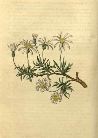 Reproducción/Reproduction 35190461385: Curtis's botanical magazine.. London ; New York [etc.] :Academic Press [etc.]