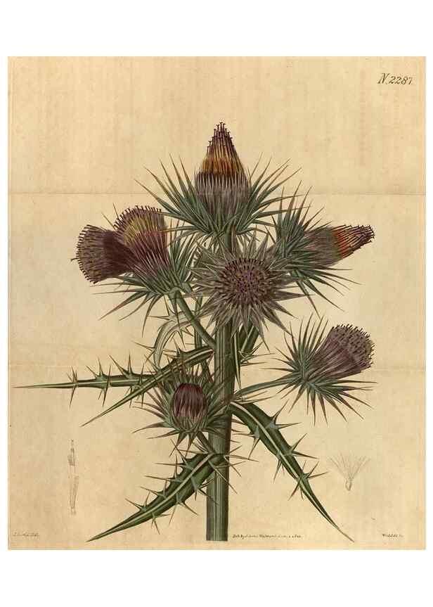 Reproducción/Reproduction 35190462755: Curtis's botanical magazine.. London ; New York [etc.] :Academic Press [etc.]