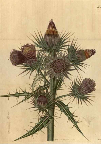 Reproducción/Reproduction 35190462755: Curtis's botanical magazine.. London ; New York [etc.] :Academic Press [etc.]