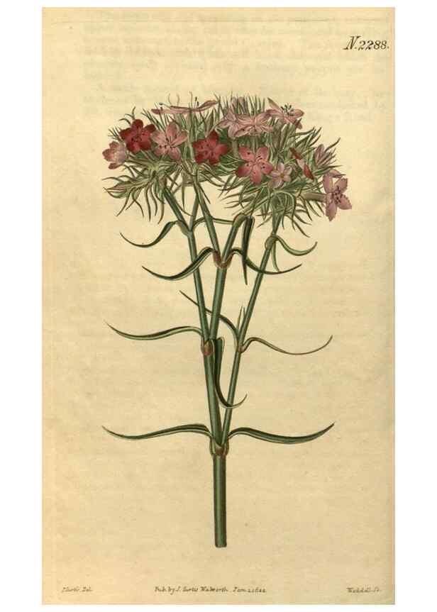 Reproducción/Reproduction 35190464525: Curtis's botanical magazine.. London ; New York [etc.] :Academic Press [etc.]