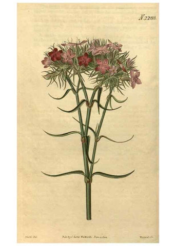 Reproducción/Reproduction 35190464525: Curtis's botanical magazine.. London ; New York [etc.] :Academic Press [etc.]