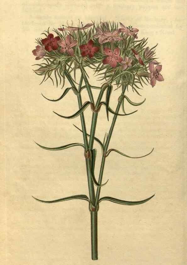 Reproducción/Reproduction 35190464525: Curtis's botanical magazine.. London ; New York [etc.] :Academic Press [etc.]
