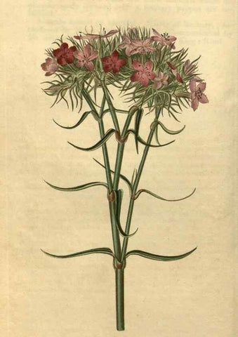 Reproducción/Reproduction 35190464525: Curtis's botanical magazine.. London ; New York [etc.] :Academic Press [etc.]