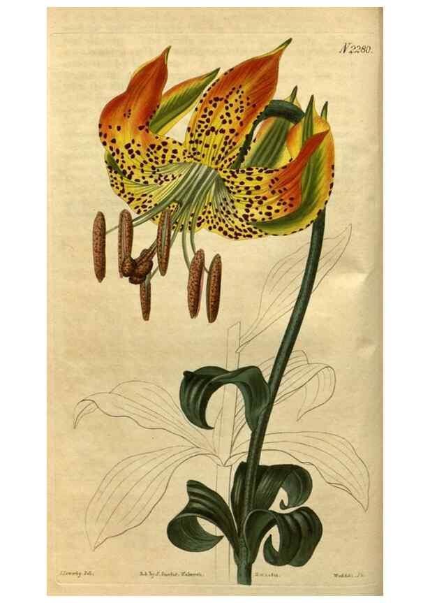 Reproducción/Reproduction 34803824580: Curtis's botanical magazine.. London ; New York [etc.] :Academic Press [etc.]
