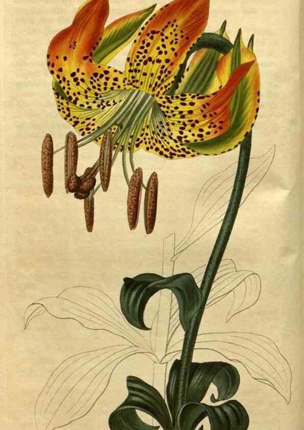 Reproducción/Reproduction 34803824580: Curtis's botanical magazine.. London ; New York [etc.] :Academic Press [etc.]