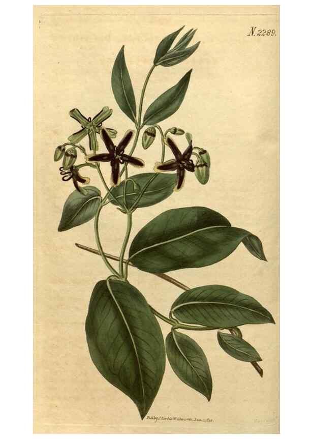 Reproducción/Reproduction 35150211806: Curtis's botanical magazine.. London ; New York [etc.] :Academic Press [etc.]