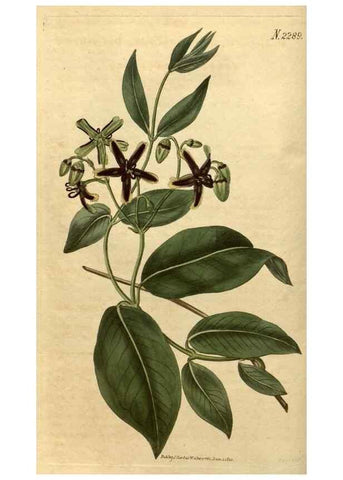 Reproducción/Reproduction 35150211806: Curtis's botanical magazine.. London ; New York [etc.] :Academic Press [etc.]