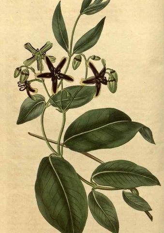 Reproducción/Reproduction 35150211806: Curtis's botanical magazine.. London ; New York [etc.] :Academic Press [etc.]