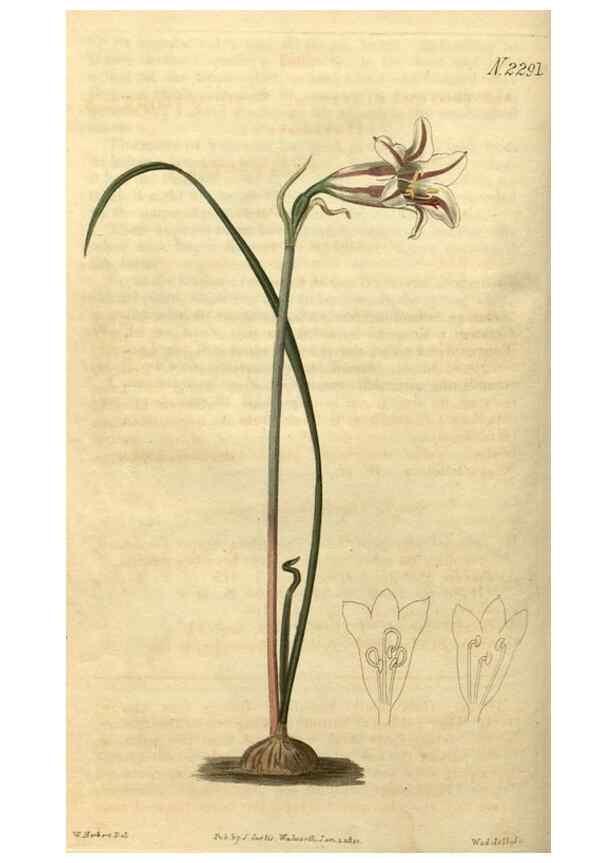 Reproducción/Reproduction 34345856294: Curtis's botanical magazine.. London ; New York [etc.] :Academic Press [etc.]