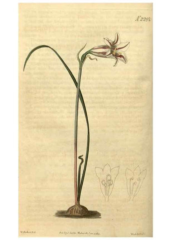 Reproducción/Reproduction 34345856294: Curtis's botanical magazine.. London ; New York [etc.] :Academic Press [etc.]