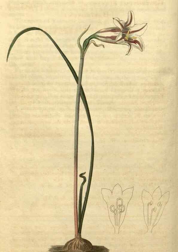 Reproducción/Reproduction 34345856294: Curtis's botanical magazine.. London ; New York [etc.] :Academic Press [etc.]