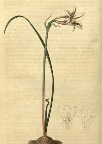 Reproducción/Reproduction 34345856294: Curtis's botanical magazine.. London ; New York [etc.] :Academic Press [etc.]