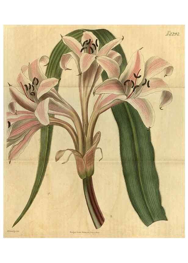 Reproducción/Reproduction 34345857094: Curtis's botanical magazine.. London ; New York [etc.] :Academic Press [etc.]