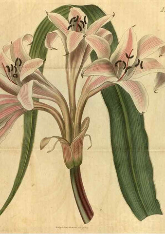 Reproducción/Reproduction 34345857094: Curtis's botanical magazine.. London ; New York [etc.] :Academic Press [etc.]