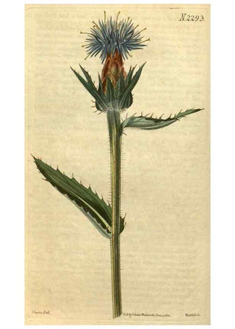 Reproducción/Reproduction 34345858034: Curtis's botanical magazine.. London ; New York [etc.] :Academic Press [etc.]