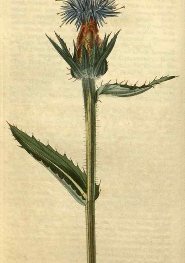 Reproducción/Reproduction 34345858034: Curtis's botanical magazine.. London ; New York [etc.] :Academic Press [etc.]