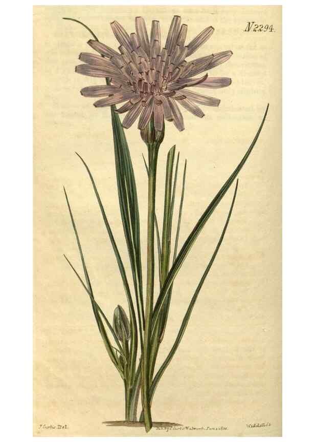 Reproducción/Reproduction 34345858824: Curtis's botanical magazine.. London ; New York [etc.] :Academic Press [etc.]