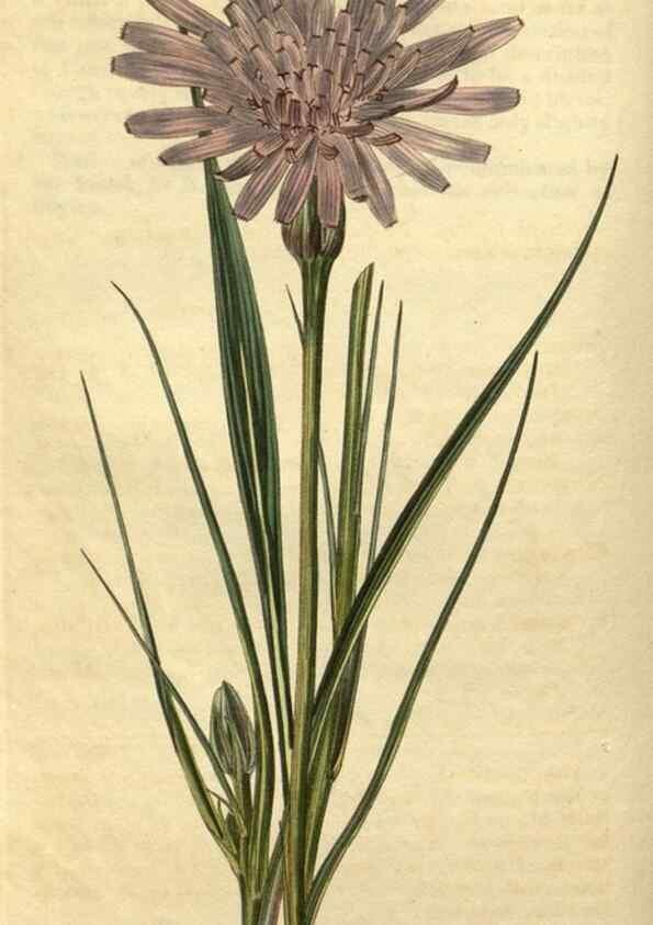 Reproducción/Reproduction 34345858824: Curtis's botanical magazine.. London ; New York [etc.] :Academic Press [etc.]