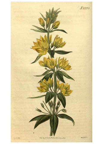 Reproducción/Reproduction 34345859574: Curtis's botanical magazine.. London ; New York [etc.] :Academic Press [etc.]