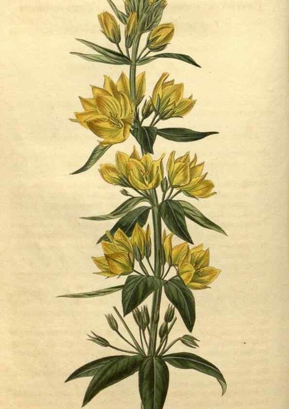 Reproducción/Reproduction 34345859574: Curtis's botanical magazine.. London ; New York [etc.] :Academic Press [etc.]