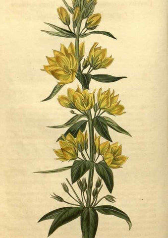 Reproducción/Reproduction 34345859574: Curtis's botanical magazine.. London ; New York [etc.] :Academic Press [etc.]