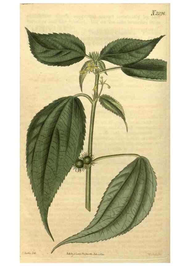Reproducción/Reproduction 34345860824: Curtis's botanical magazine.. London ; New York [etc.] :Academic Press [etc.]