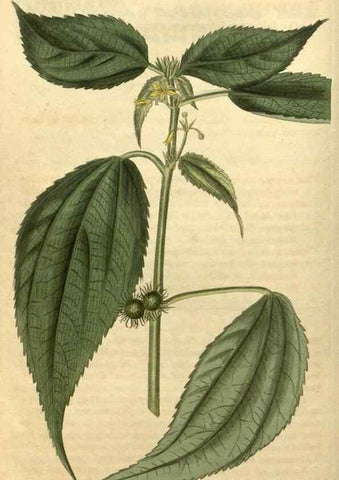 Reproducción/Reproduction 34345860824: Curtis's botanical magazine.. London ; New York [etc.] :Academic Press [etc.]