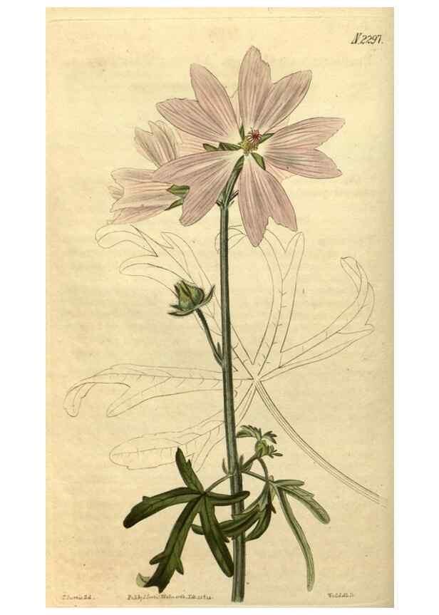 Reproducción/Reproduction 34345862424: Curtis's botanical magazine.. London ; New York [etc.] :Academic Press [etc.]