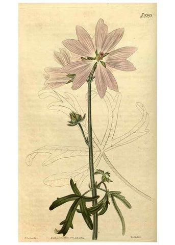 Reproducción/Reproduction 34345862424: Curtis's botanical magazine.. London ; New York [etc.] :Academic Press [etc.]