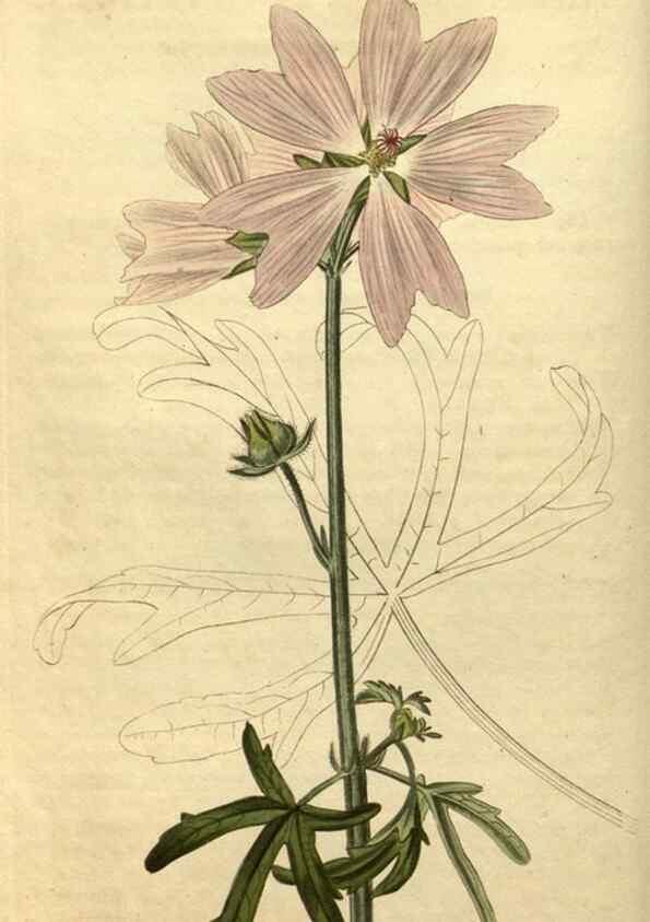 Reproducción/Reproduction 34345862424: Curtis's botanical magazine.. London ; New York [etc.] :Academic Press [etc.]