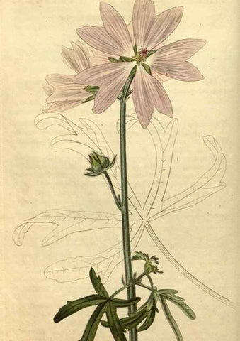 Reproducción/Reproduction 34345862424: Curtis's botanical magazine.. London ; New York [etc.] :Academic Press [etc.]