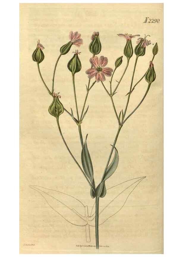 Reproducción/Reproduction 34345855424: Curtis's botanical magazine.. London ; New York [etc.] :Academic Press [etc.]