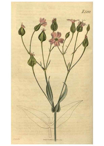 Reproducción/Reproduction 34345855424: Curtis's botanical magazine.. London ; New York [etc.] :Academic Press [etc.]