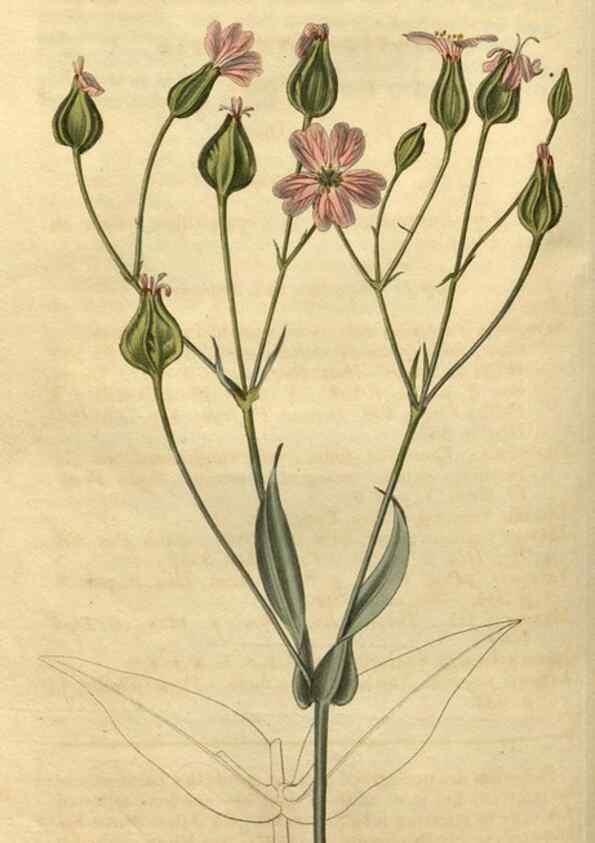 Reproducción/Reproduction 34345855424: Curtis's botanical magazine.. London ; New York [etc.] :Academic Press [etc.]