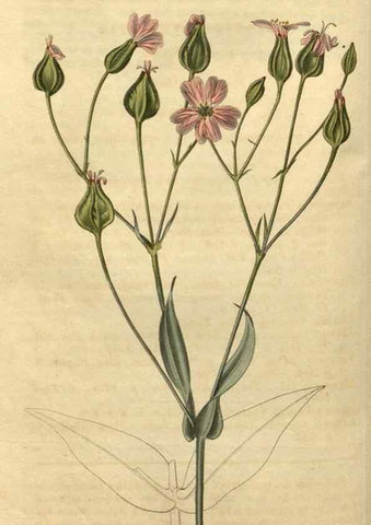 Reproducción/Reproduction 34345855424: Curtis's botanical magazine.. London ; New York [etc.] :Academic Press [etc.]