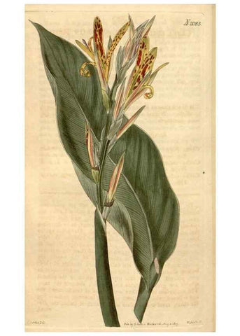 Reproducción/Reproduction 35024413842: Curtis's botanical magazine.. London ; New York [etc.] :Academic Press [etc.]