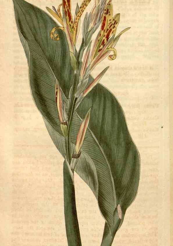 Reproducción/Reproduction 35024413842: Curtis's botanical magazine.. London ; New York [etc.] :Academic Press [etc.]
