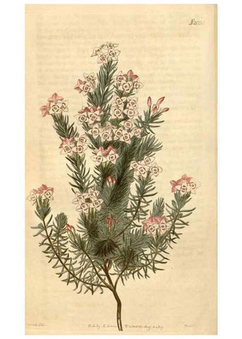 Reproducción/Reproduction 35024411392: Curtis's botanical magazine.. London ; New York [etc.] :Academic Press [etc.]