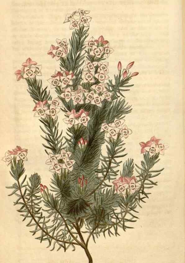 Reproducción/Reproduction 35024411392: Curtis's botanical magazine.. London ; New York [etc.] :Academic Press [etc.]