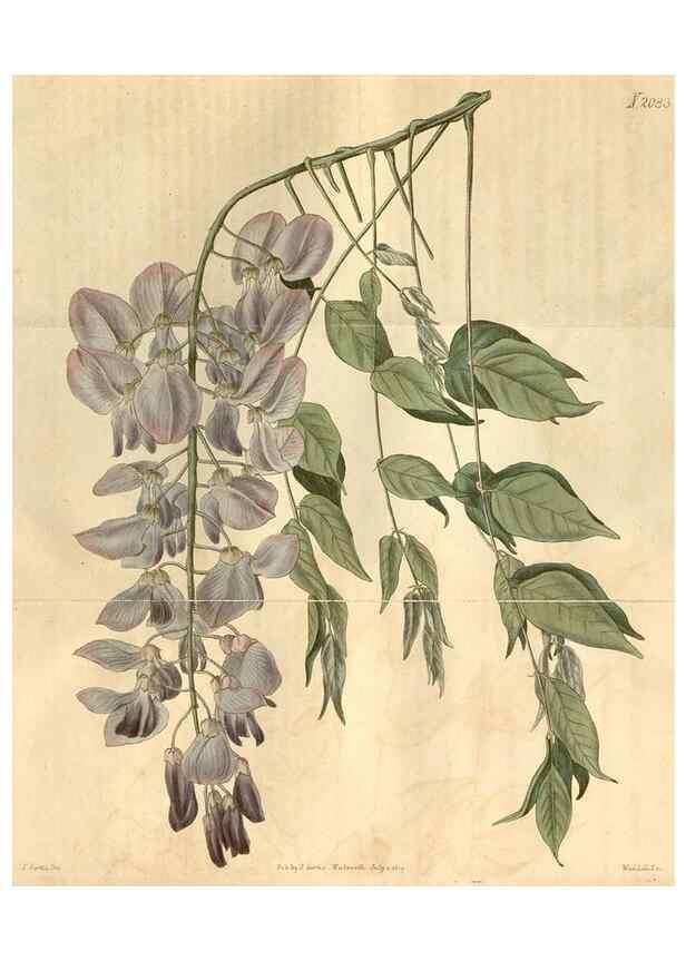 Reproducción/Reproduction 35024409272: Curtis's botanical magazine.. London ; New York [etc.] :Academic Press [etc.]