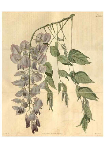 Reproducción/Reproduction 35024409272: Curtis's botanical magazine.. London ; New York [etc.] :Academic Press [etc.]