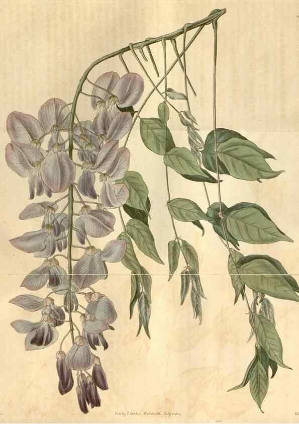 Reproducción/Reproduction 35024409272: Curtis's botanical magazine.. London ; New York [etc.] :Academic Press [etc.]
