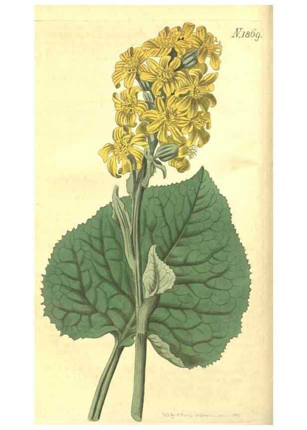 Reproducción/Reproduction 34378846063: Curtis's botanical magazine.. London ; New York [etc.] :Academic Press [etc.]