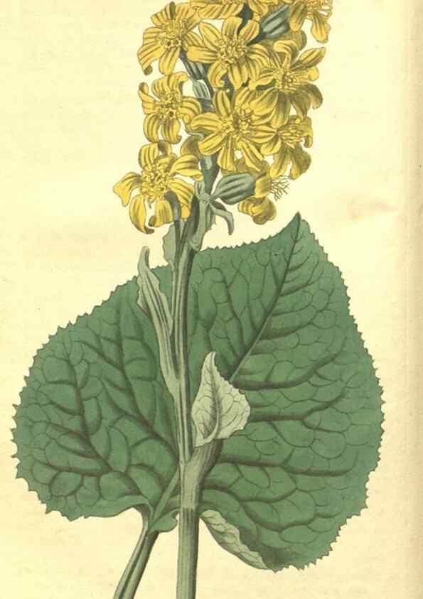 Reproducción/Reproduction 34378846063: Curtis's botanical magazine.. London ; New York [etc.] :Academic Press [etc.]