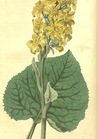 Reproducción/Reproduction 34378846063: Curtis's botanical magazine.. London ; New York [etc.] :Academic Press [etc.]
