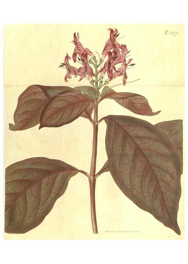 Reproducción/Reproduction 35023093182: Curtis's botanical magazine.. London ; New York [etc.] :Academic Press [etc.]