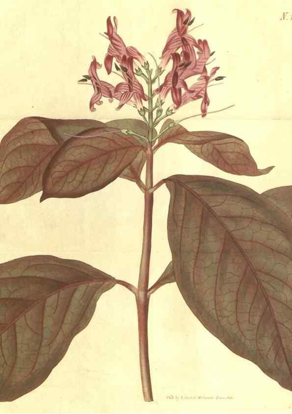 Reproducción/Reproduction 35023093182: Curtis's botanical magazine.. London ; New York [etc.] :Academic Press [etc.]